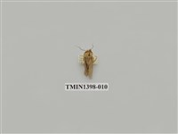 藏品(夜蛾科)的圖片